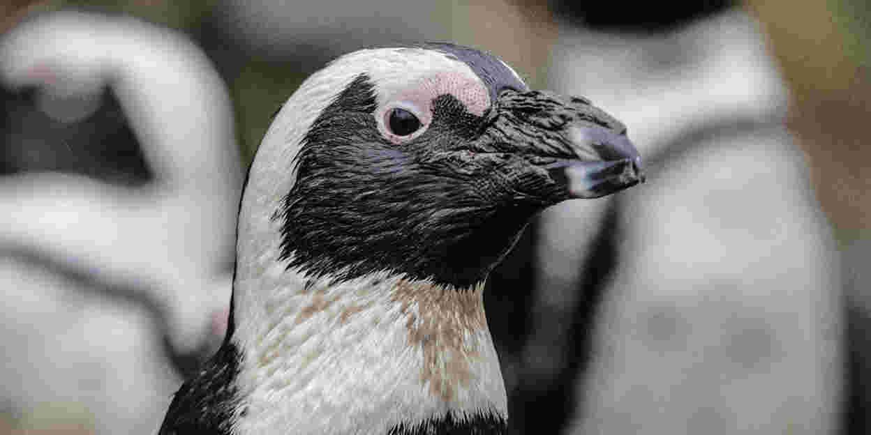 Warum Sie vermutlich mehr unter der Hitze leiden als unsere Pinguine