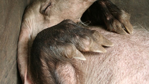 Schützenhilfe für das Erdferkel