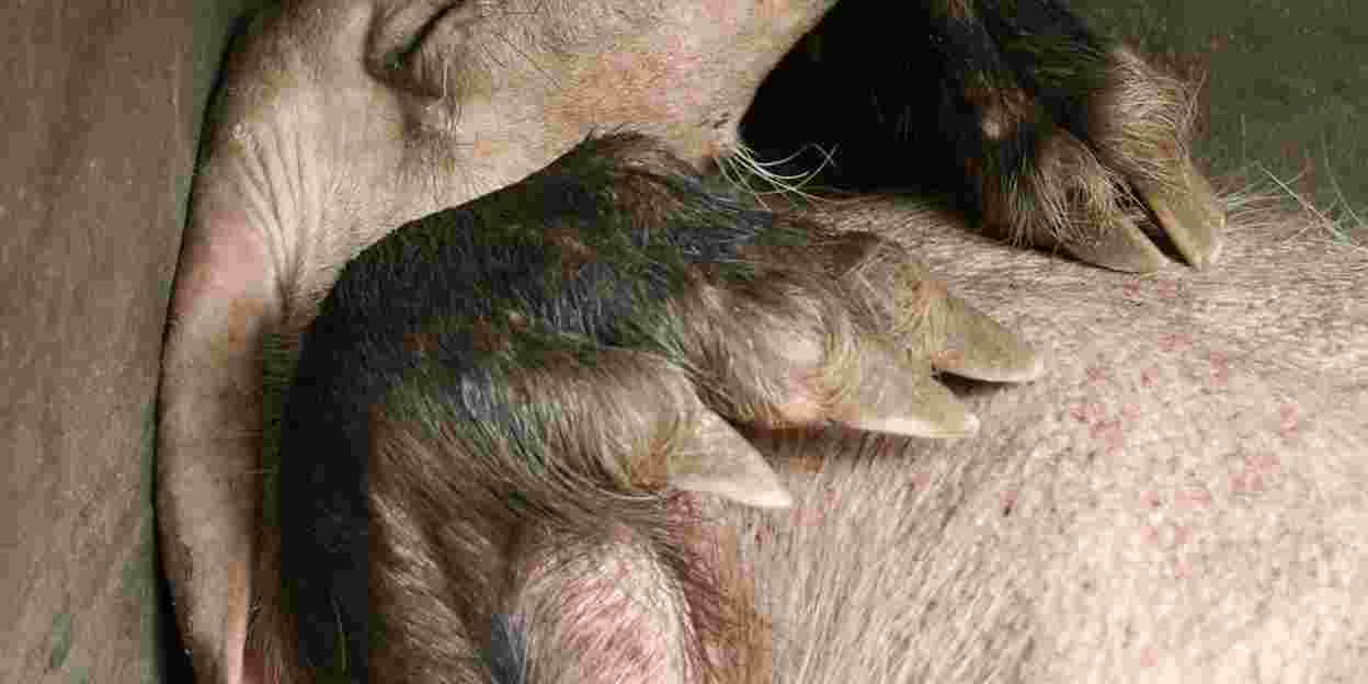 Schützenhilfe für das Erdferkel