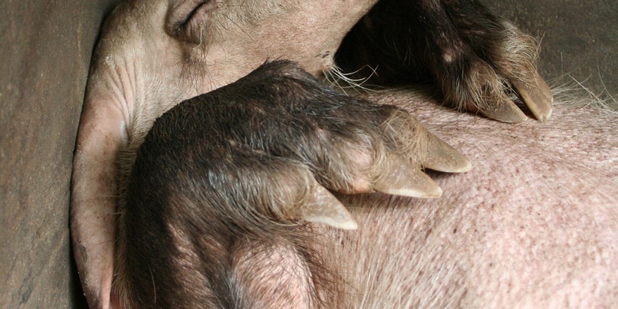 Schützenhilfe für das Erdferkel