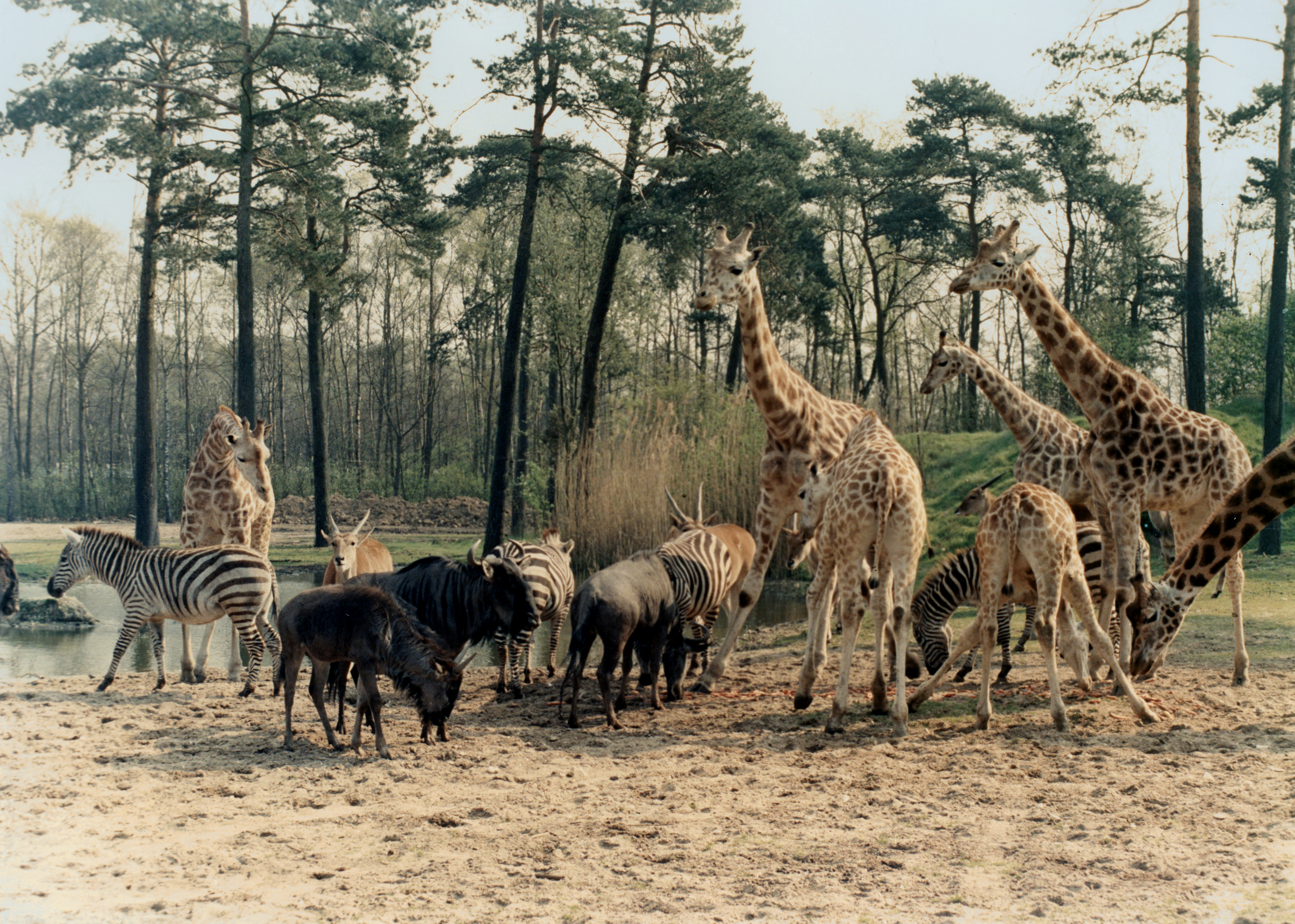 Naturschutz Die European Association of Zoos and Aquaria (EAZA) und