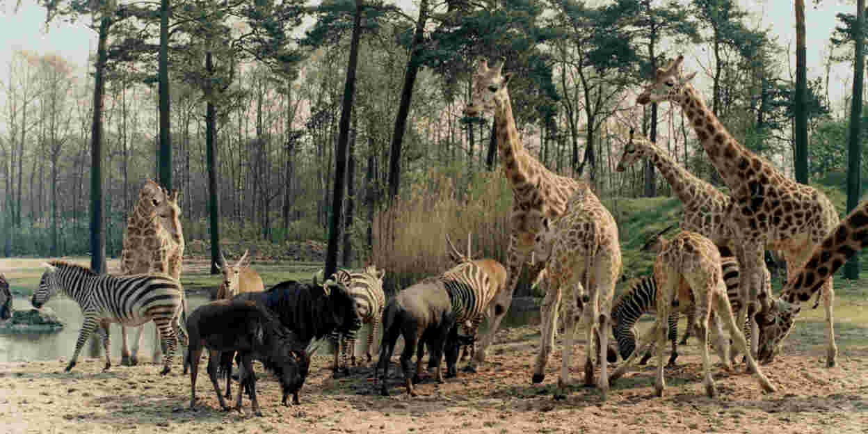 Naturschutz Die European Association of Zoos and Aquaria (EAZA) und