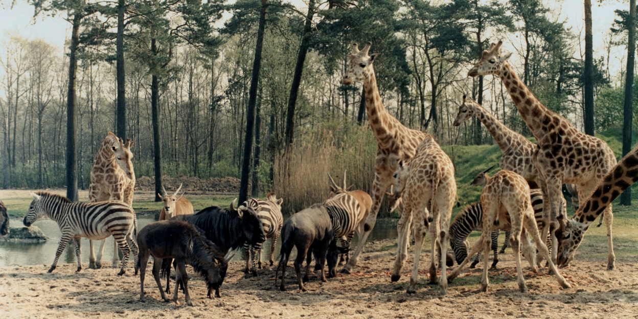 Naturschutz: Die European Association of Zoos and Aquaria (EAZA) und der One Plan Approach