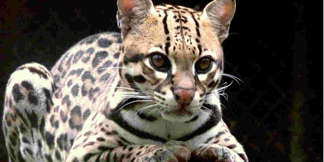 Die kleinen Katzen von Belize