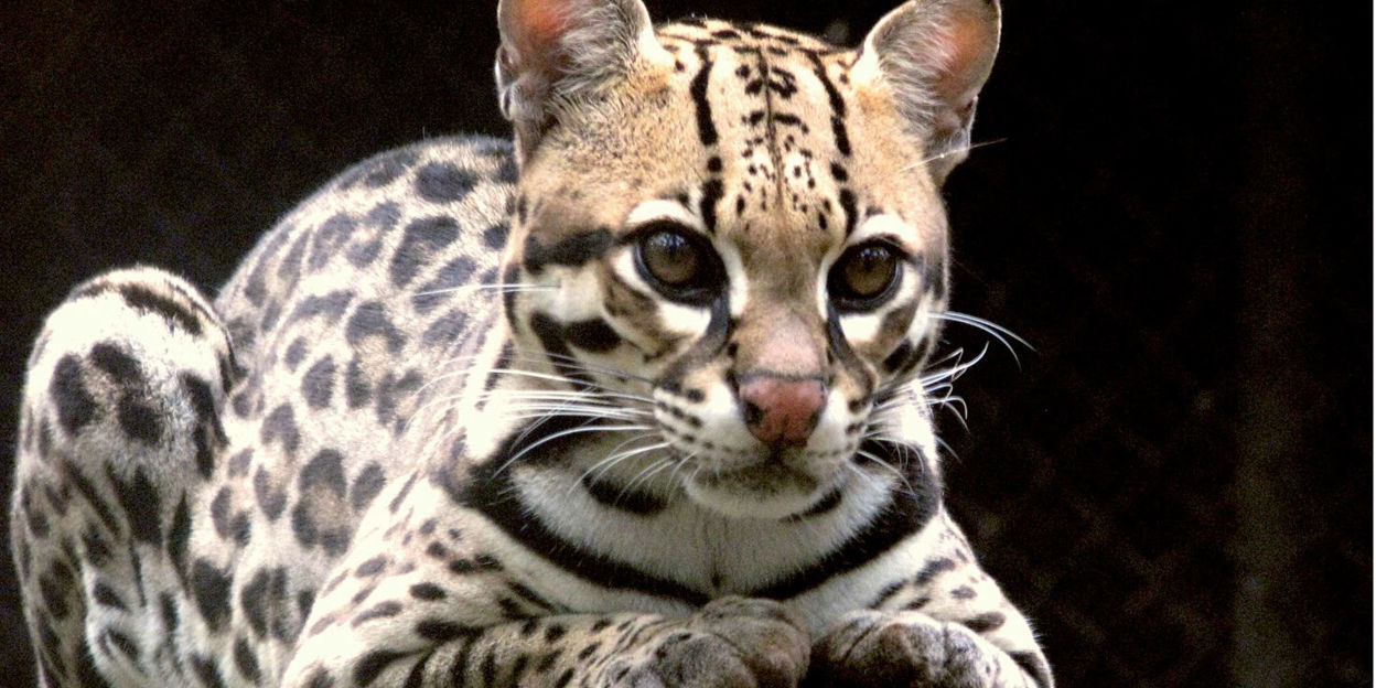 Die kleinen Katzen von Belize