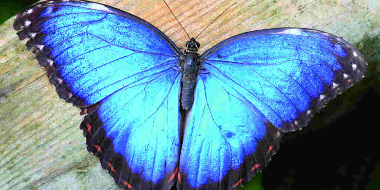Faszinierende Falter aus Belize