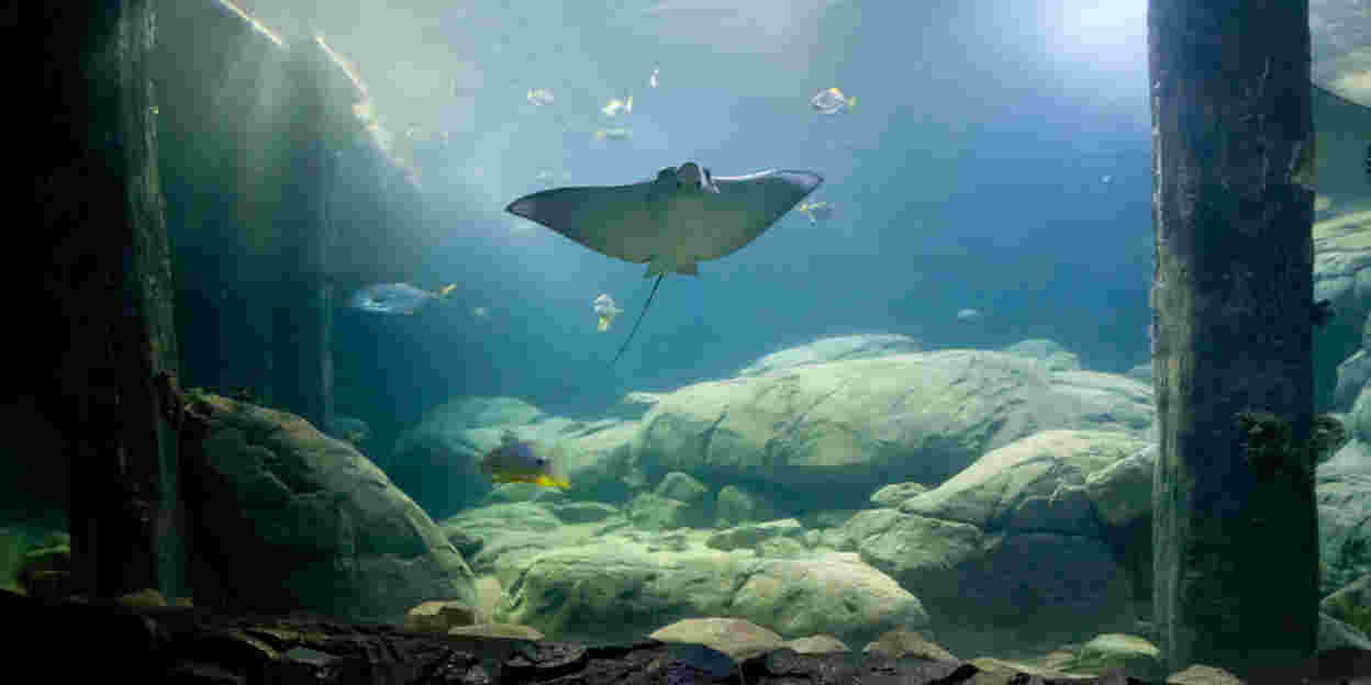 Weltpremiere in Burgers' Ocean: Erfolgreiche Anwendung von Empfängnisverhütung bei Fischen