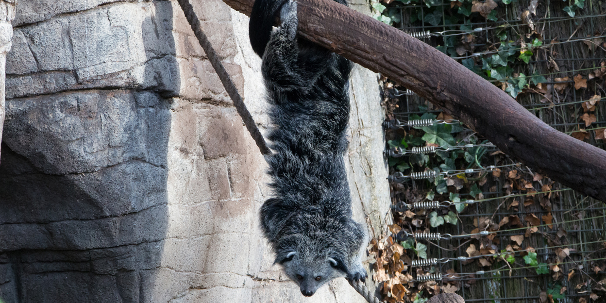 Binturongs in Burgers’ Rimba