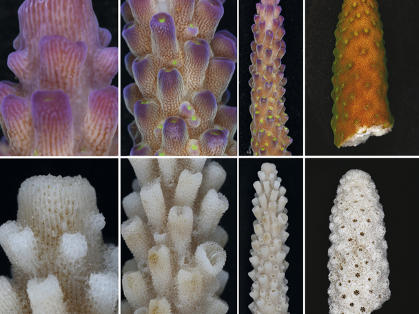 Korallen-ID-Projekt abgeschlossen