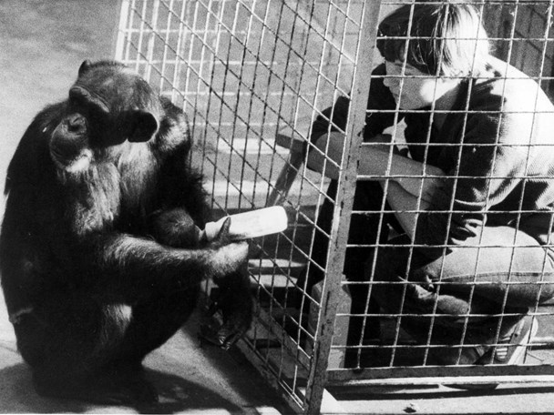 Berühmte Schimpansenkolonie