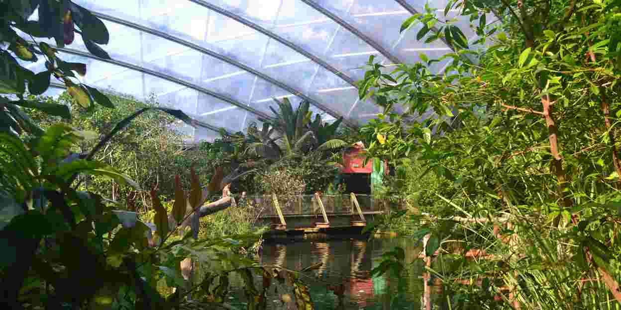 Was ist ein Ökodisplay? Burgers’ Mangrove
