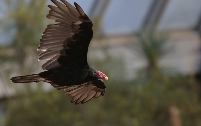 Stephen betreut Truthahngeier