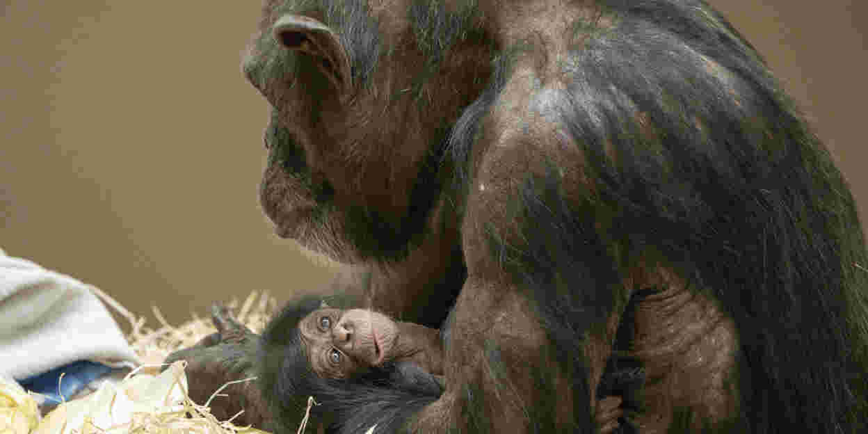 Burgers‘ Zoo freut sich über dänischen Schimpansennachwuchs