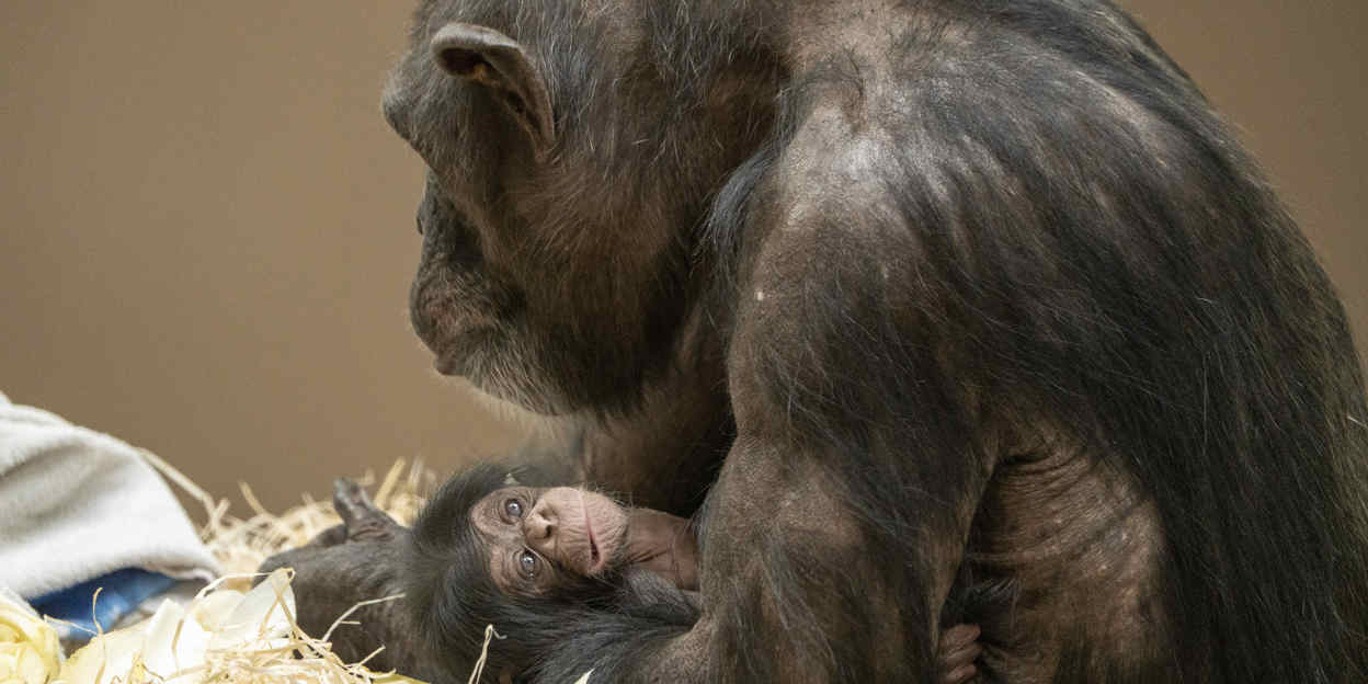 Burgers‘ Zoo freut sich über dänischen Schimpansennachwuchs