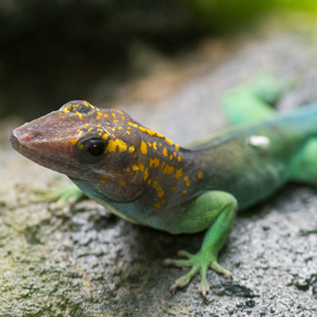 Guadeloupe-Anole