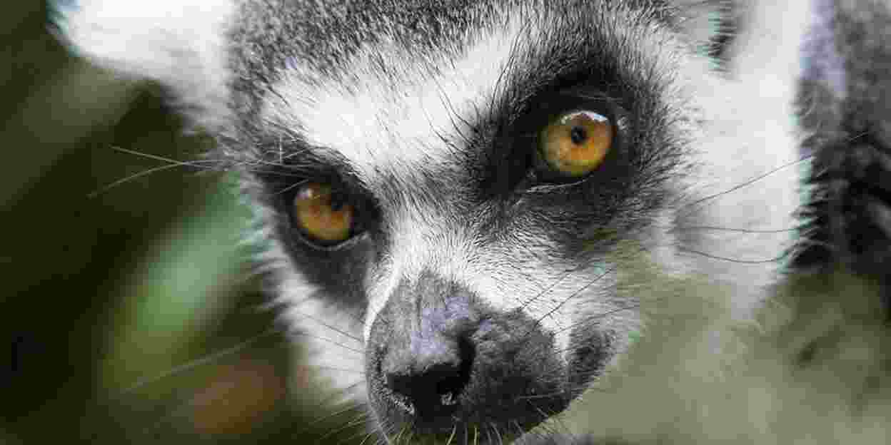 Lemuren eröffnen neue gehege im Burgers' Zoo