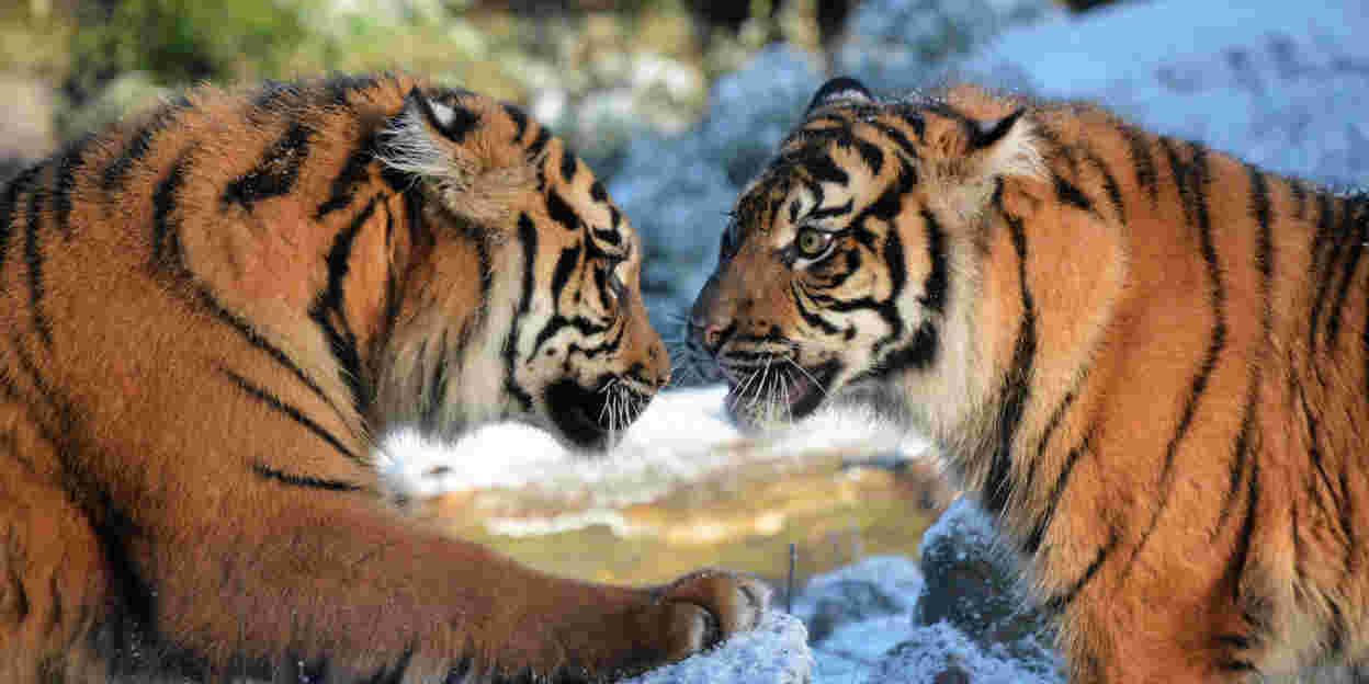 Danielle de Wit: "Für Fotografen ist Burgers’ Zoo ideal,  die Tiere haben sehr viel Platz und man glaubt in freier Natur unterwegs zu sein“