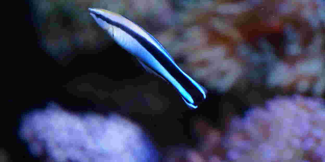 Symbiose: Putzerlippfisch und Wirt 