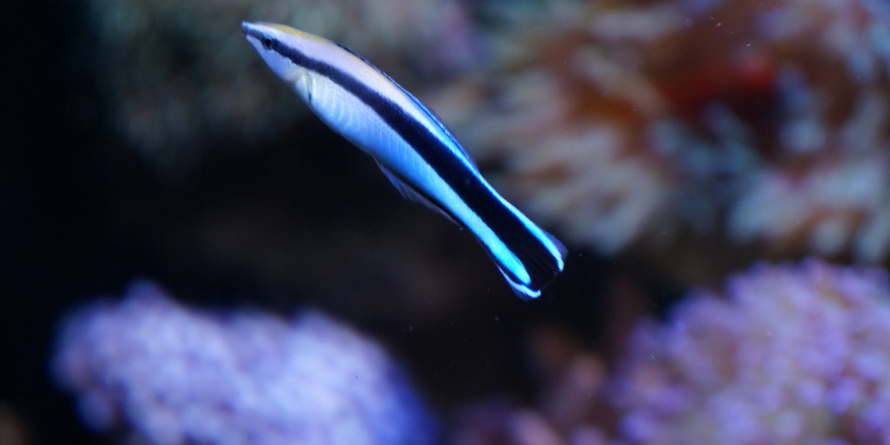 Symbiose: Putzerlippfisch und Wirt 