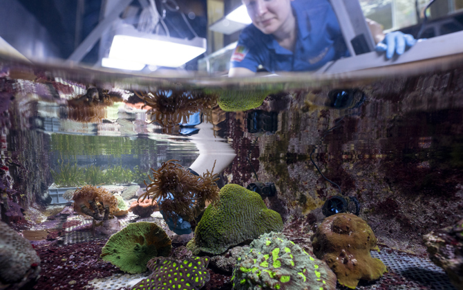 Zoo Duisburg empfängt Korallen aus Arnheim