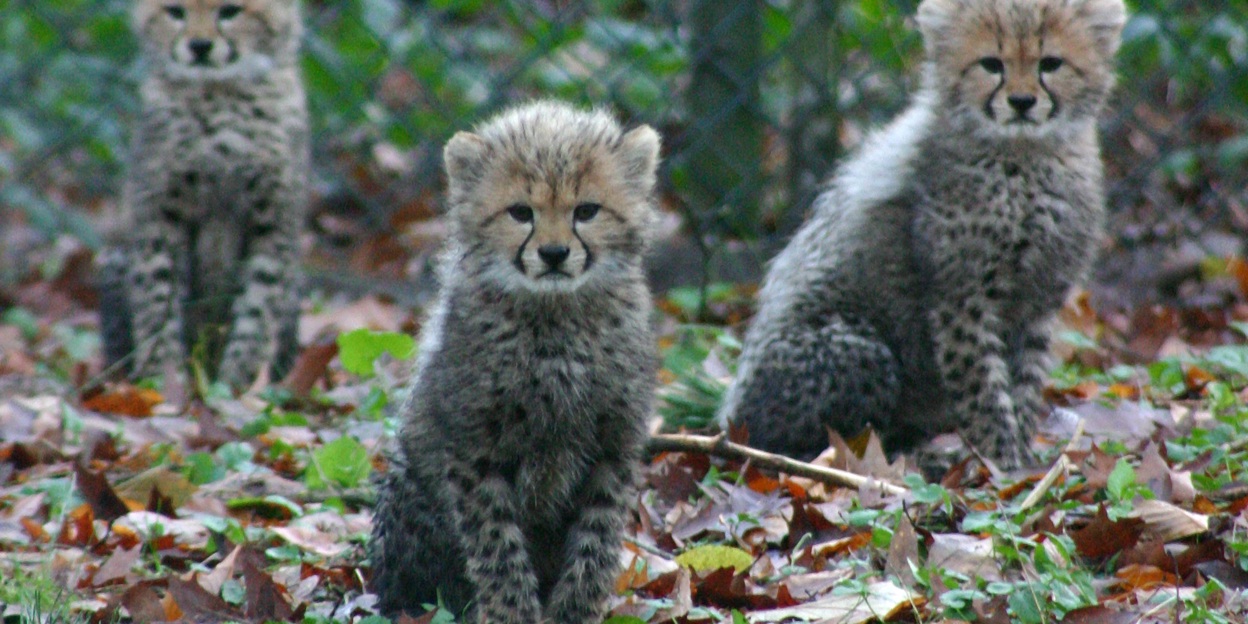 Naturschutz: Burgers’ Zoo und die GlobeGuards