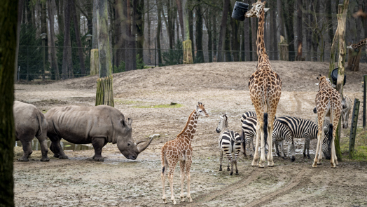 Junge Giraffen treffen auf Zebras und Nashörner