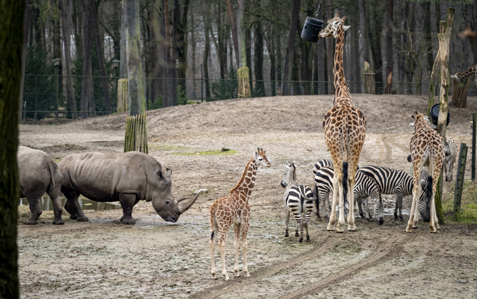 Junge Giraffen treffen auf Zebras und Nashörner
