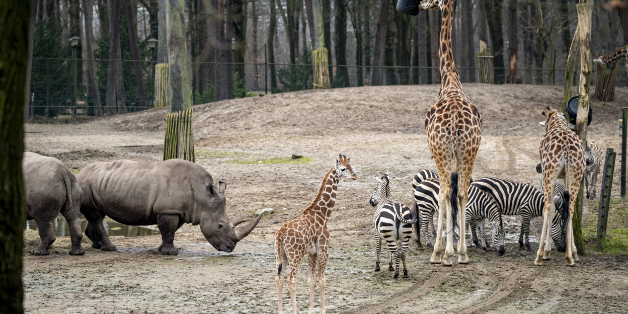 Junge Giraffen treffen auf Zebras und Nashörner