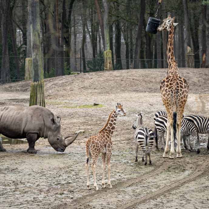 Junge Giraffen treffen auf Zebras und Nashörner