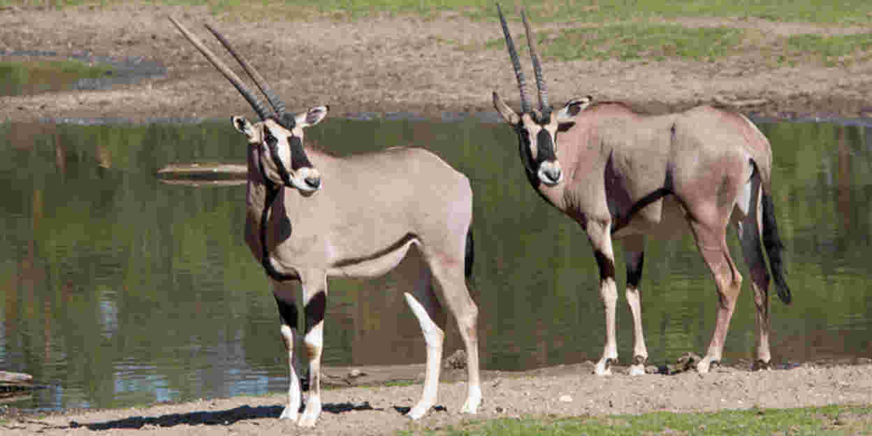 Burgers' Zoo Zuhause erleben