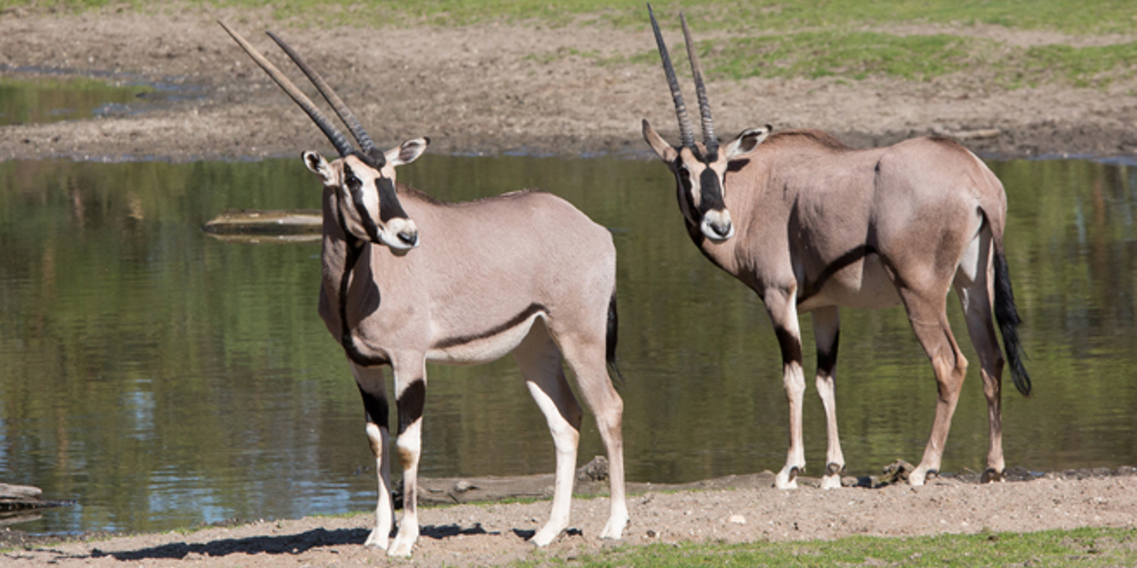 Burgers' Zoo Zuhause erleben