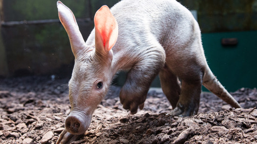 Ein besonderes Säugetier: das Erdferkel