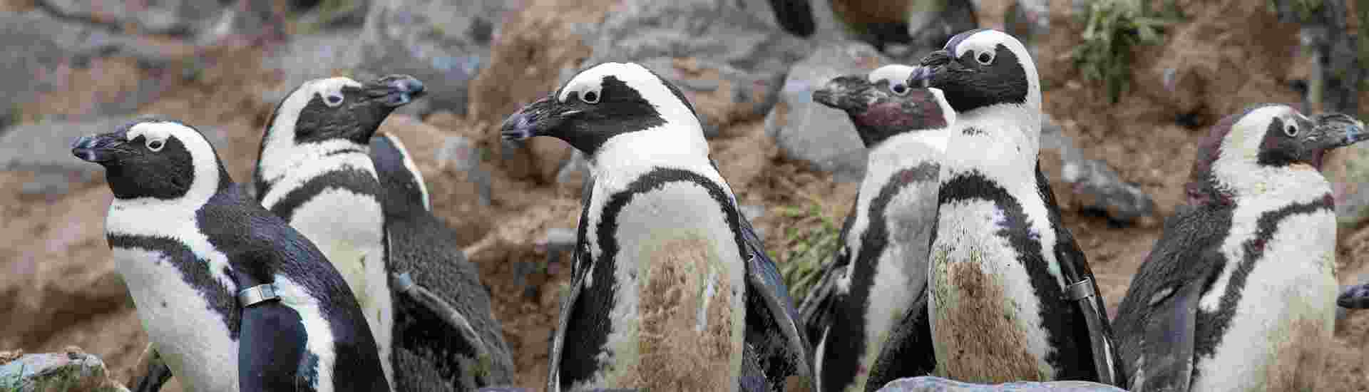 Pinguin-Arrangement