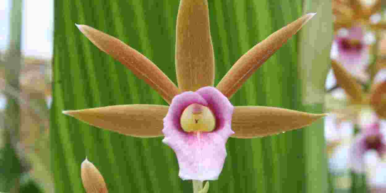 Die Orchideen in Burgers‘ Bush