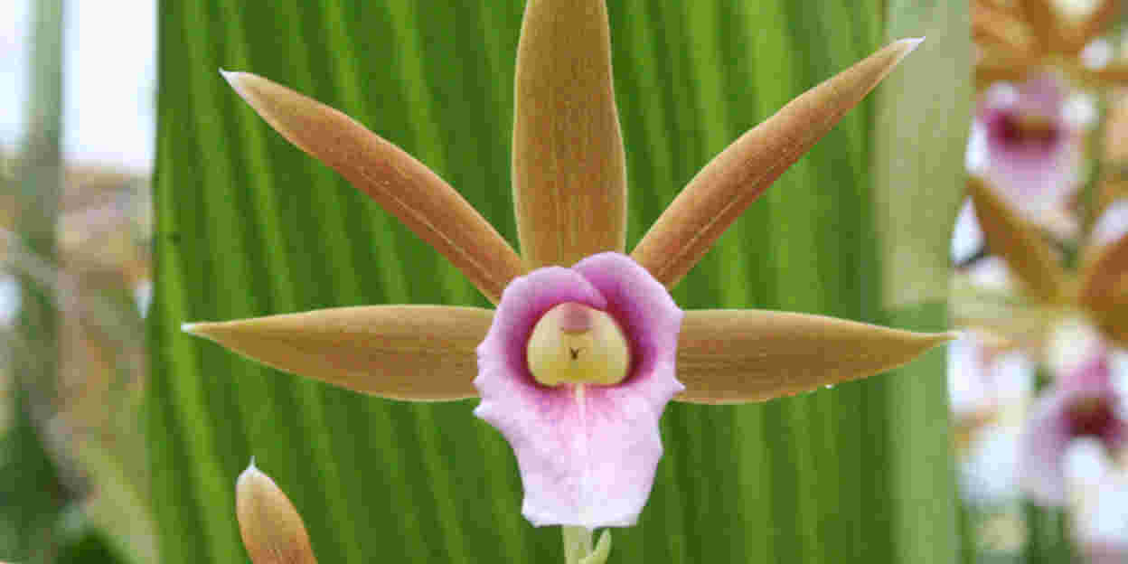 Die Orchideen in Burgers‘ Bush