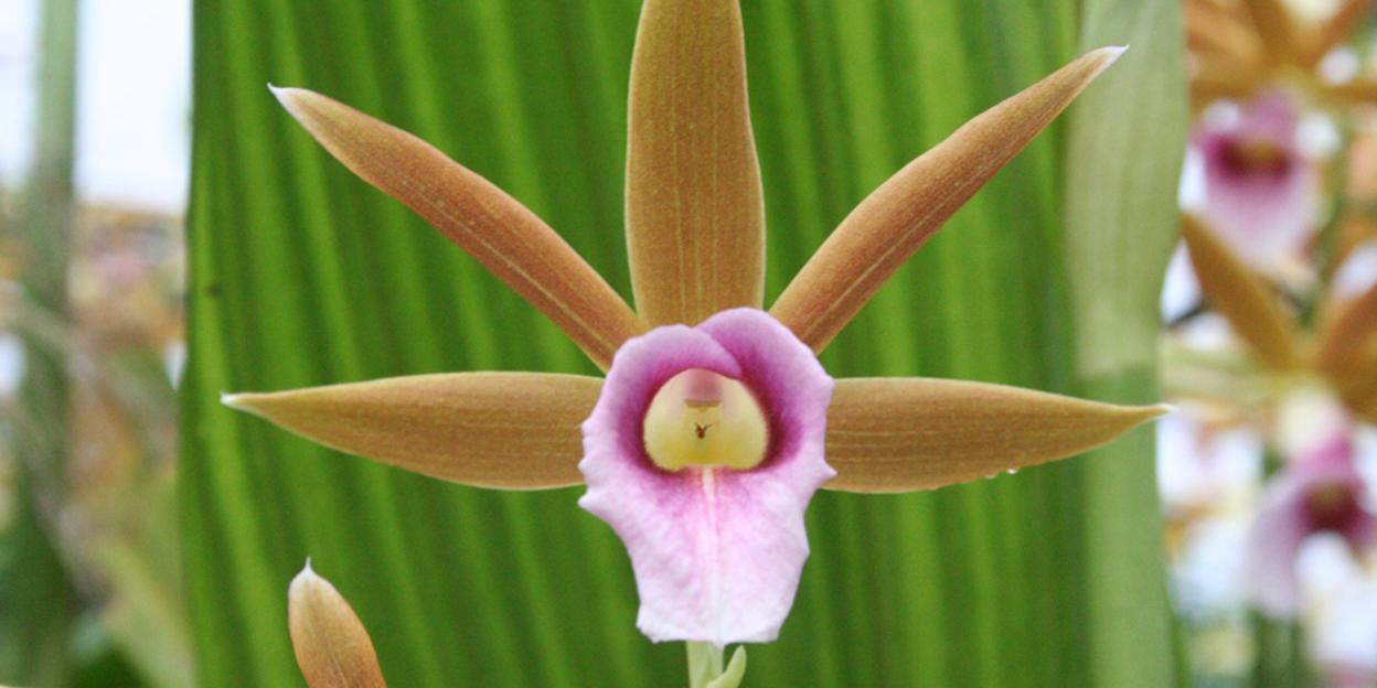 Die Orchideen in Burgers‘ Bush
