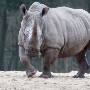 Breitmaulnashorn