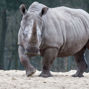 Lesen Sie mehr über: Breitmaulnashorn