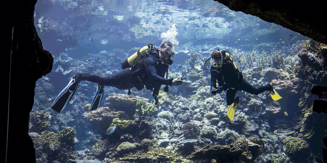 Burgers' Ocean hilft beim Bau einer Arche Noah