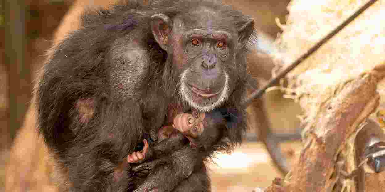 Weltberühmte schimpansin hat ein junges geboren 