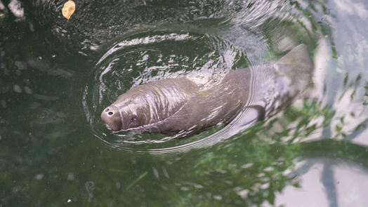 Seltene Seekuh-Geburt im Burgers´ Zoo