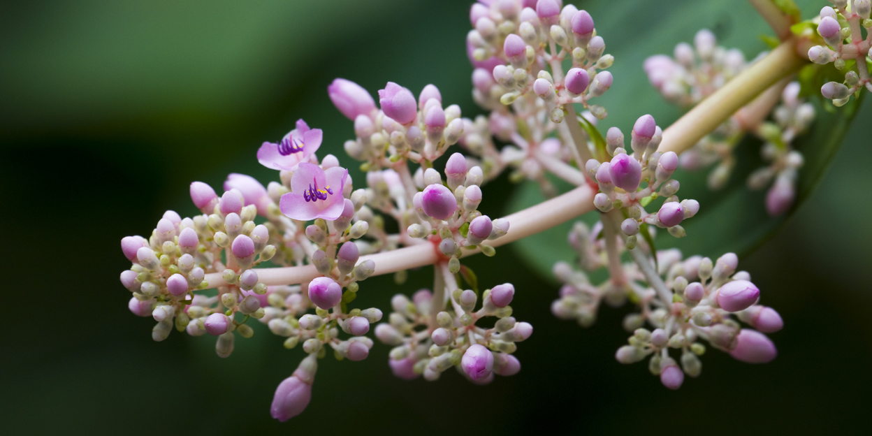 Der Regenwald im Wohnzimmer: Medinilla