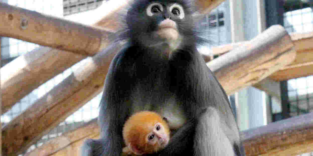Oranger Brillenlangur kurz vor WM geboren!