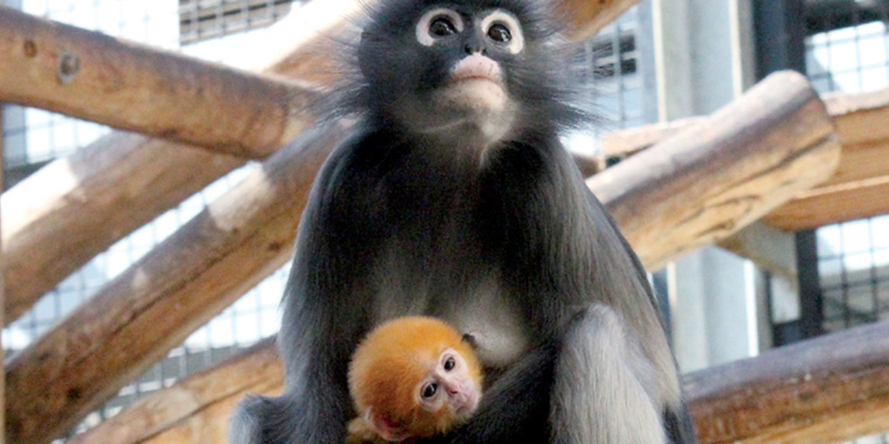 Oranger Brillenlangur kurz vor WM geboren!