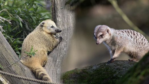 Von Nasenmännchen und Erdbären