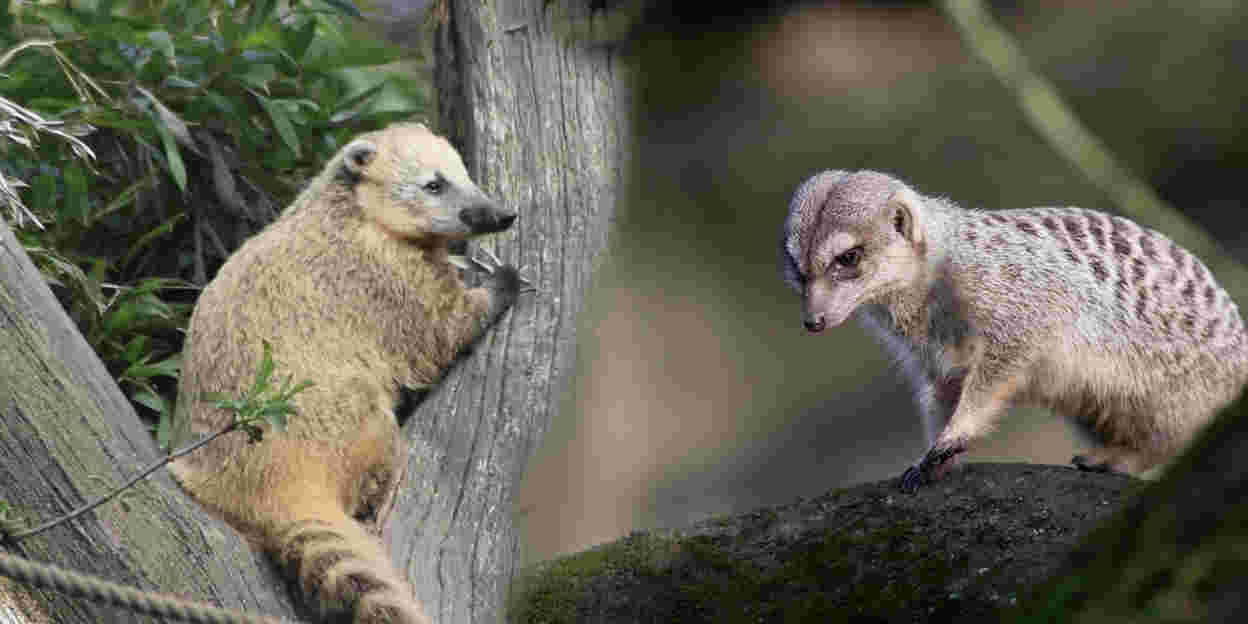 Von Nasenmännchen und Erdbären