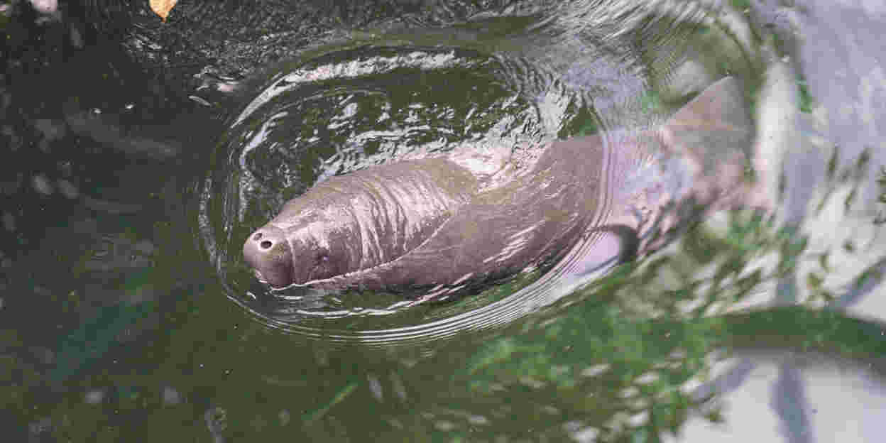 Seltene Seekuh-Geburt im Burgers´ Zoo