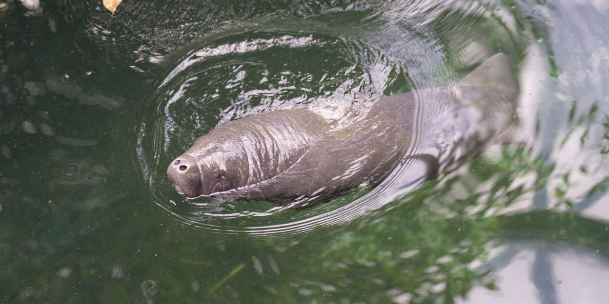Seltene Seekuh-Geburt im Burgers´ Zoo