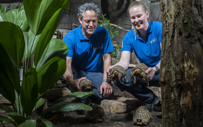 Burgers' Zoo nimmt beschlagnahmte Schildkrötten auf