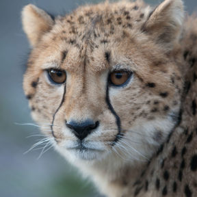 Gepard